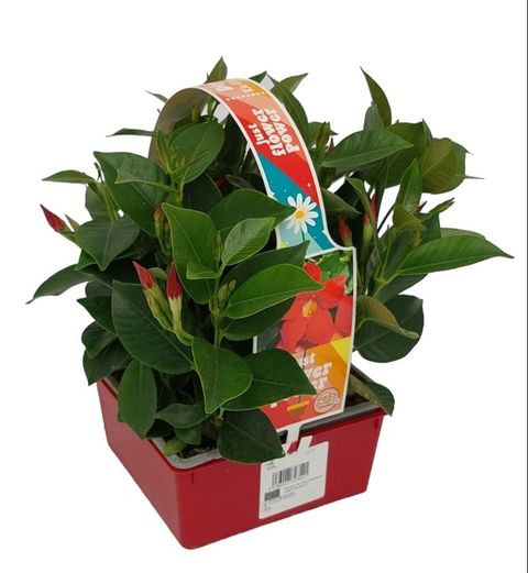 Mandevilla Sundaville