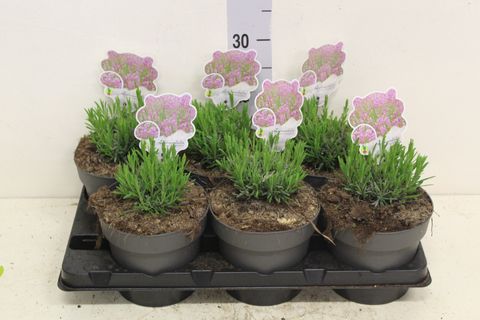 Lavandula angustifolia 'Rosea'