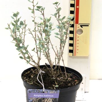 Atriplex halimus