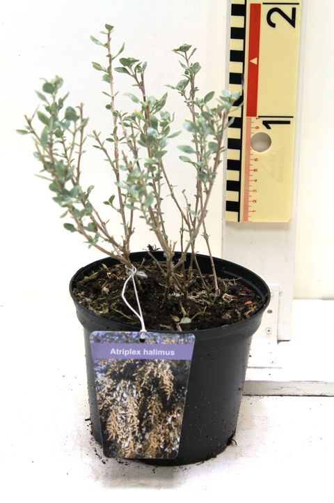 Atriplex halimus