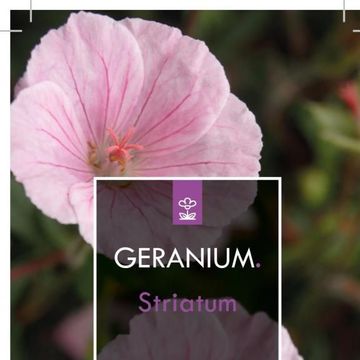 Geranium sanguineum striatum