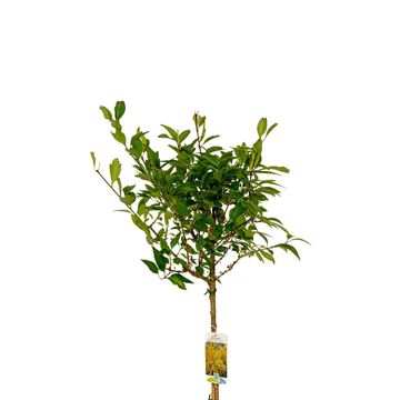 Forsythia x intermedia 'Courtalyn'