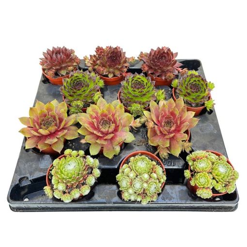 Sempervivum MIX