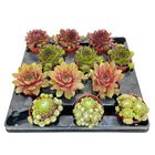 Sempervivum MIX