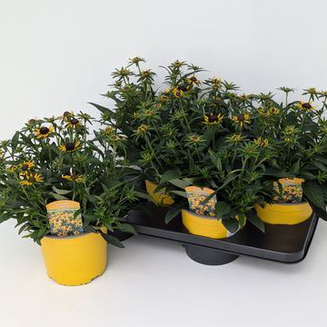 Rudbeckia fulgida 'Little Goldstar'