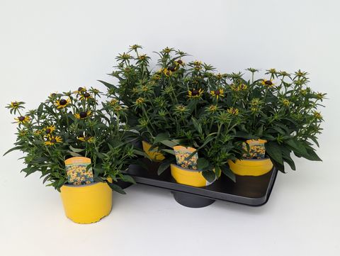 Rudbeckia fulgida 'Little Goldstar'