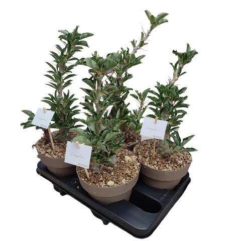 Pachypodium saundersii