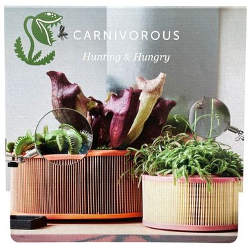 Carnivorous plants MIX