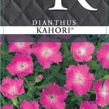 Dianthus superbus KAHORI PINK