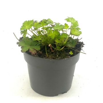 Geranium x cantabrigiense 'Biokovo'