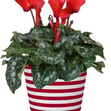 Cyclamen persicum SUPER SERIE S ALLURE MIX