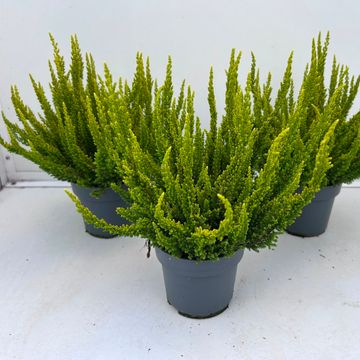 Calluna vulgaris SKYLINE BARCELONA