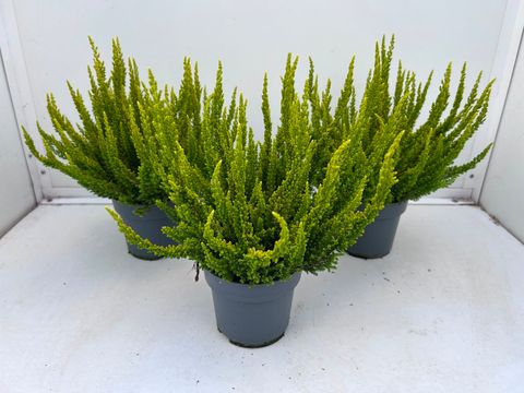 Calluna vulgaris SKYLINE BARCELONA