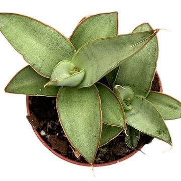 Sansevieria 'Swan Dancer'