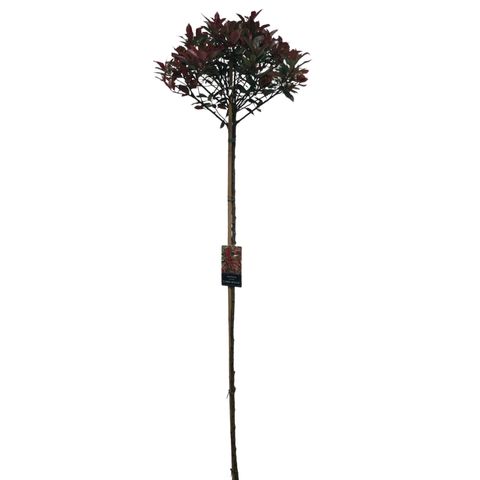 Photinia x fraseri CARRÉ ROUGE