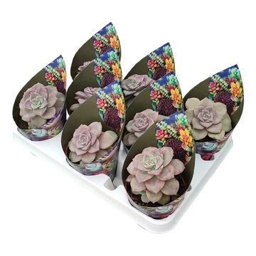 Graptopetalum pentandrum