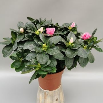 Rhododendron 'Inka'
