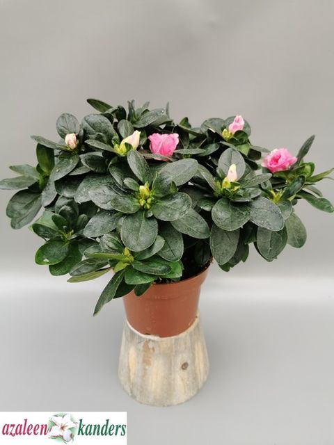 Rhododendron 'Inka'