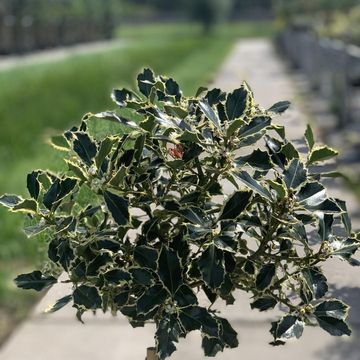Ilex aquifolium 'Argentea Marginata'