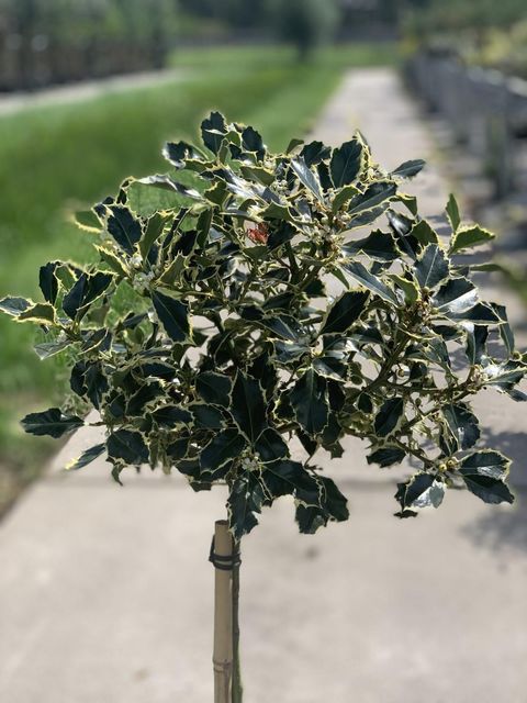 Ilex aquifolium 'Argentea Marginata'