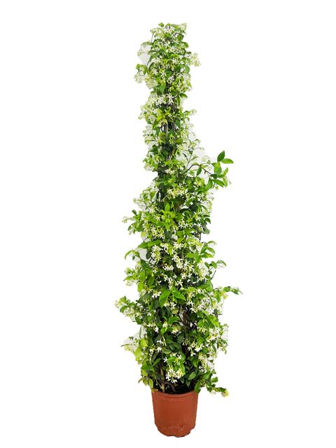 Trachelospermum jasminoides