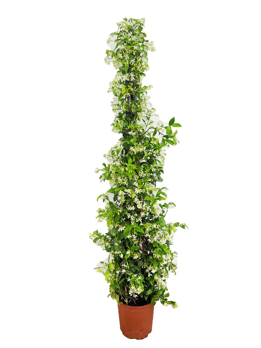 Trachelospermum jasminoides — Plant Wholesale FlorAccess