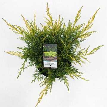 Juniperus x pfitzeriana 'Gold Star'