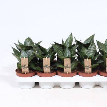 Sansevieria trifasciata 'Hahnii'