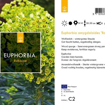 Euphorbia amygdaloides robbiae