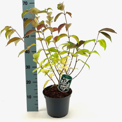 Viburnum plicatum 'Shasta'