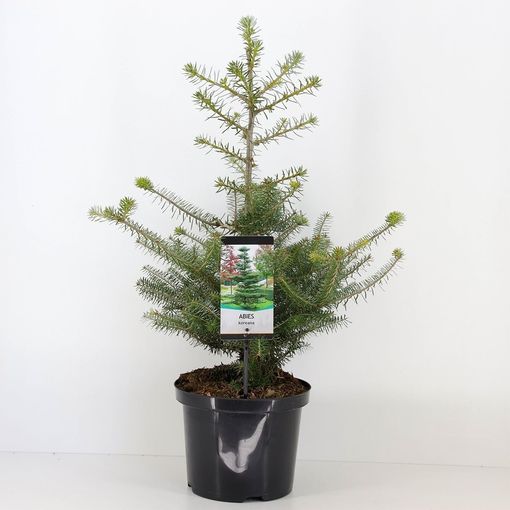 Abies koreana