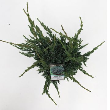 Juniperus squamata 'Meyeri'