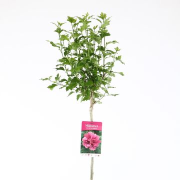 Hibiscus syriacus 'Duc de Brabant'