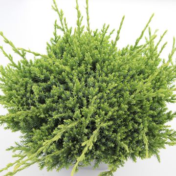 Juniperus squamata 'Holger'