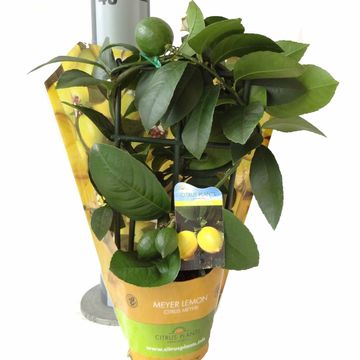 Citrus x meyeri 'Meyer'