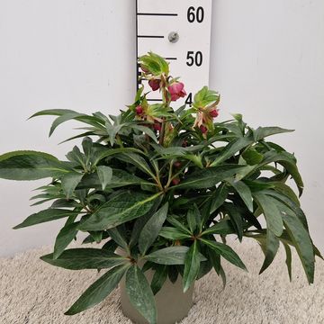Helleborus JWLS DACAYA