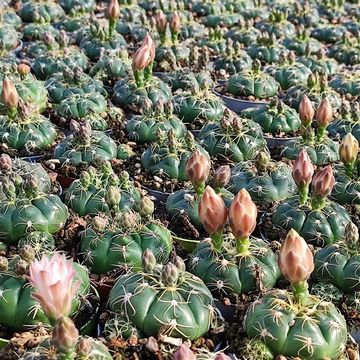 Gymnocalycium denudatum