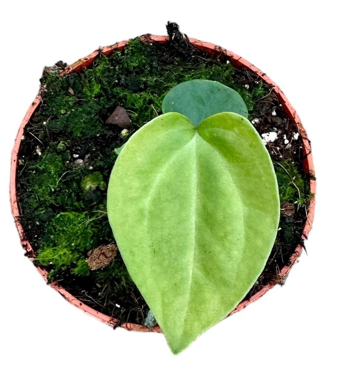 anthurium-nigrolaminum-x-forgetii-plant-wholesale-floraccess