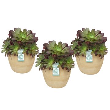 x Semponium 'Sienna'