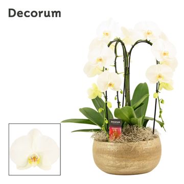 Arrangement Phalaenopsis