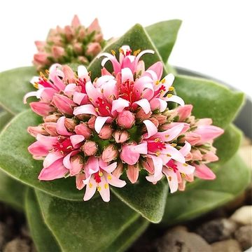 Crassula 'Springtime'