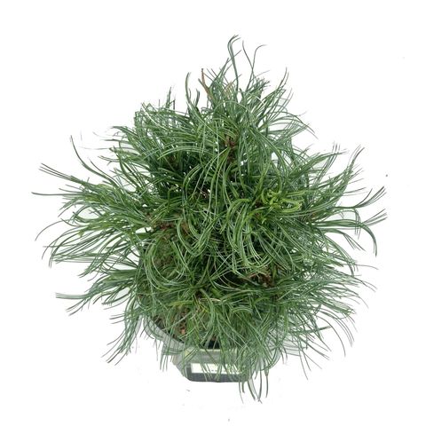 Pinus strobus 'Green Twist'