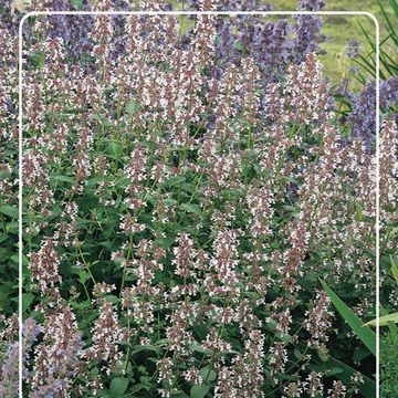 Nepeta grandiflora 'Dawn to Dusk'