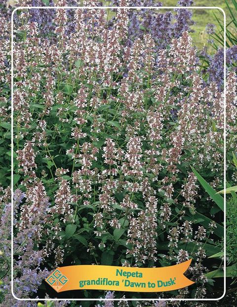 Nepeta grandiflora 'Dawn to Dusk'