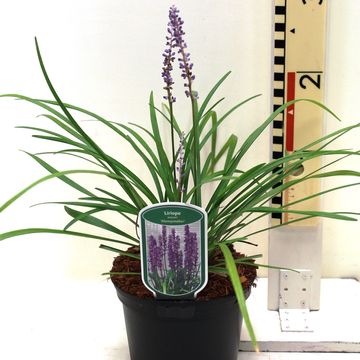 Liriope muscari 'Moneymaker'