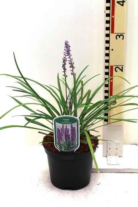 Liriope muscari 'Moneymaker'