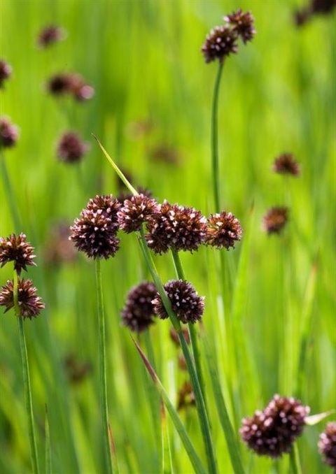 Juncus ensifolius