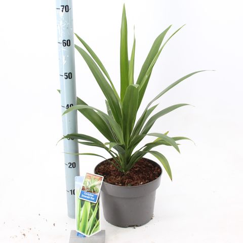 Cordyline australis EMERALD STAR