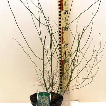 Kerria japonica 'Picta'