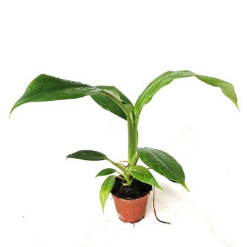 Philodendron holtonianum